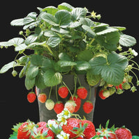 Aardbei 'Temptation' - Fragaria x ananassa - Moestuin