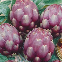 Artisjok 'Violet de Provence' - Cynara cardunculus scolymus violet de provence - Moestuin