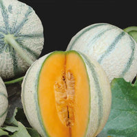 Cantaloupe meloen 'Artemi's F1' - Cucumis melo artemi's f1 - Moestuin