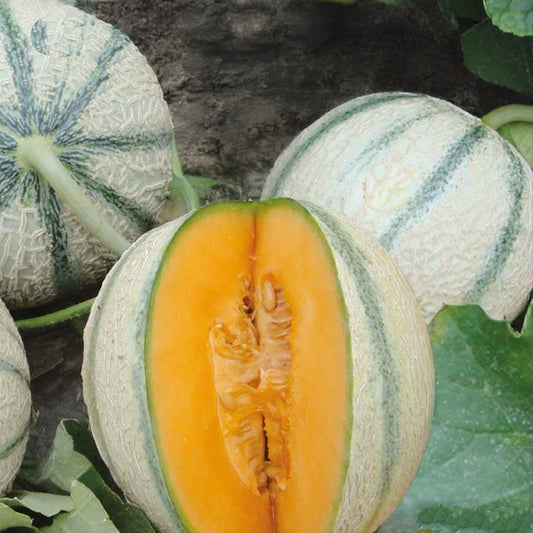 Cantaloupe meloen 'Artemi's F1' - Bakker