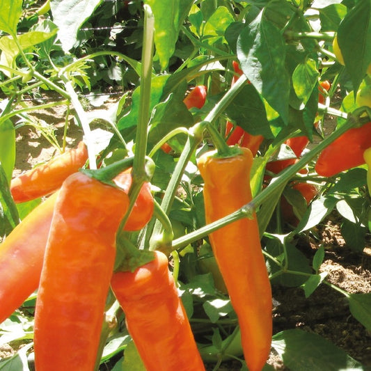 Peper Hungarian Yellow hot wax Bio - Bakker