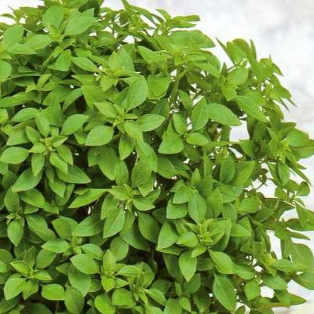 Basilicum 'Minette' - Bakker