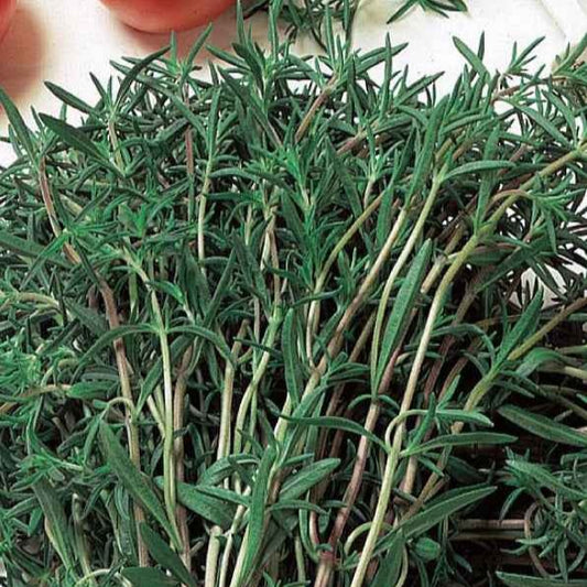 Bonenkruid - BIO - Bakker