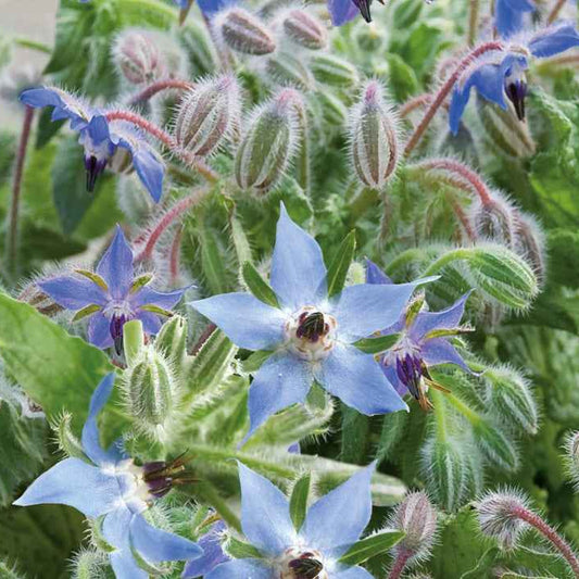 Bernagie - blauw - BIO - Borago officinalis - Moestuin
