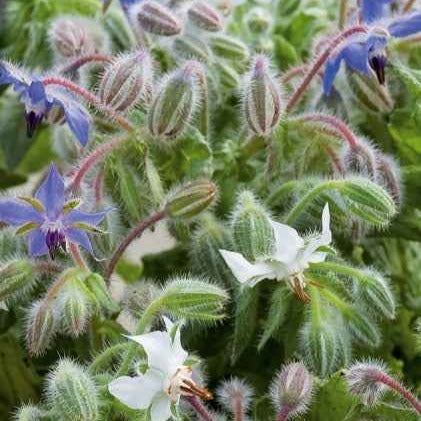 Borago - Bernagie