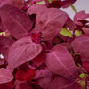 Tuinmelde - Atriplex hortensis - Moestuin