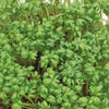 Tuinkers Cresso Bio - Lepidium sativum - Moestuin