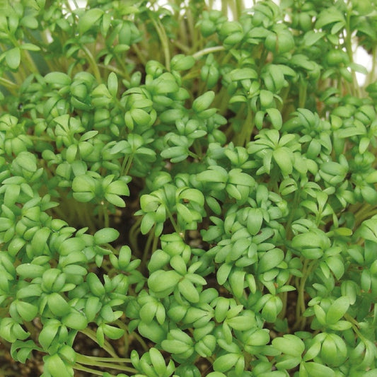 Tuinkers Cresso Bio - Bakker