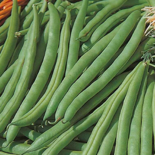 Sperzieboon 'Speedy' - BIO - Bakker