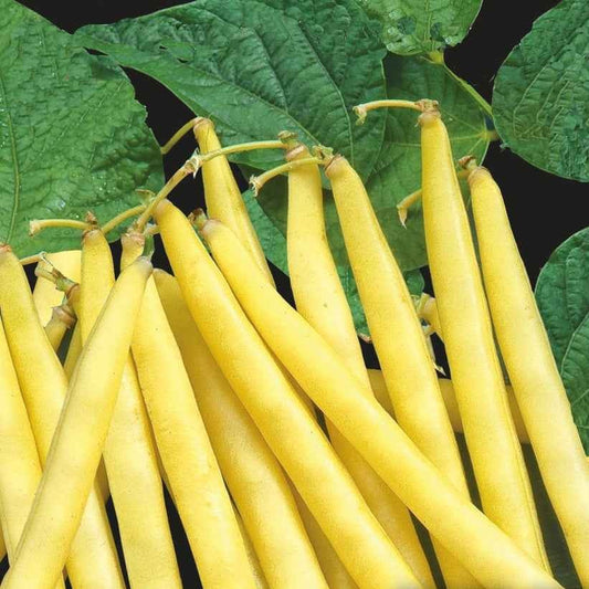 Boterboon 'Orinoco Wax' - Bakker