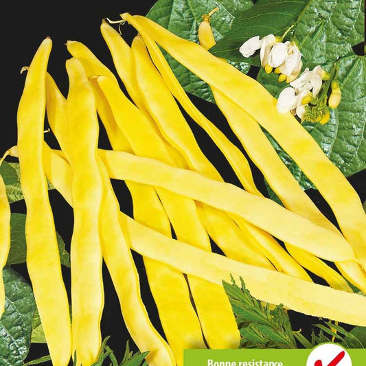 Spekboon 'Goldmarie' - Phaseolus vulgaris goldmarie - Moestuin