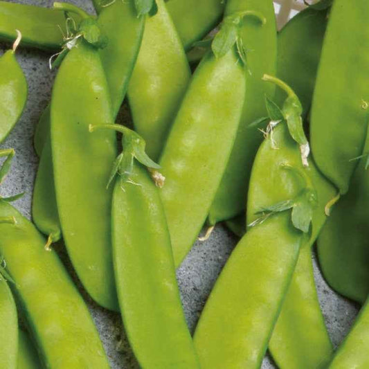 Peul 'Norli' - BIO - Bakker