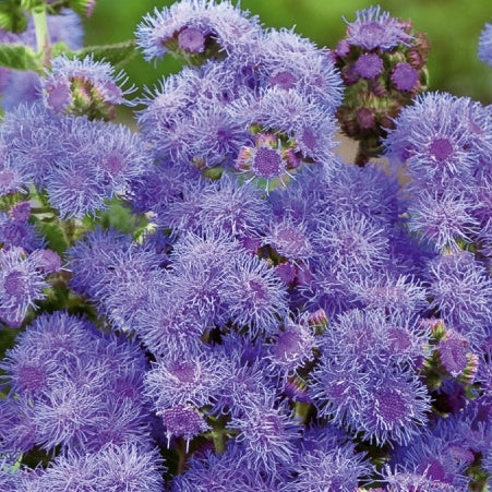 Ageratum Blue Mink - Ageratum houstonianum - Moestuin