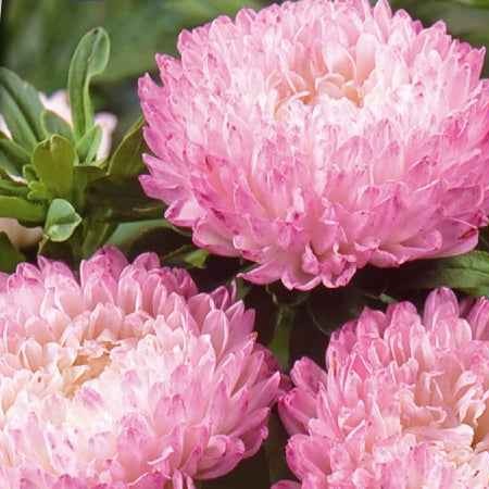 Zomeraster 'Garden Jewel' - Bakker