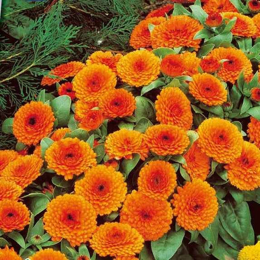 Goudsbloem 'Orange Gitana' - Bakker