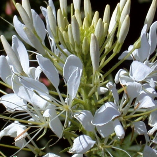 Kattensnor Cleome White Queen - Bakker