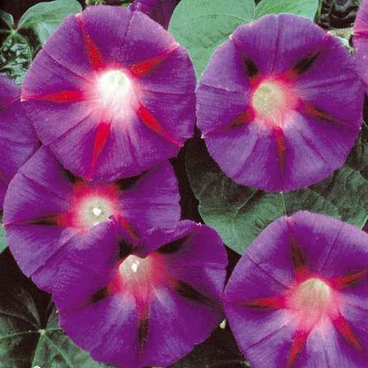 Grootbloemige klimmende winde 'Grandpa Ott' - Ipomoea nil - Moestuin