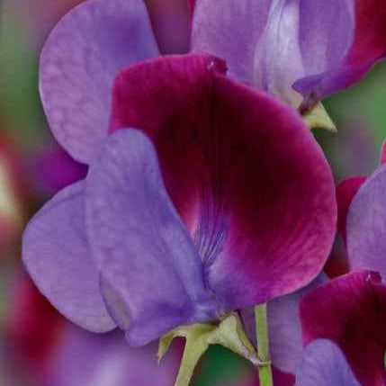 Pronkerwt 'Cupani's Original 1699' - Bakker