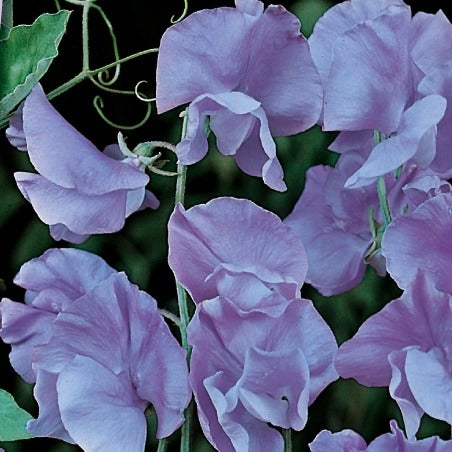 Lathyrus Reukerwt Lord Nelson - Bakker