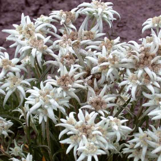 Meerjarige edelweiss - Leontopodium alpinum - Moestuin