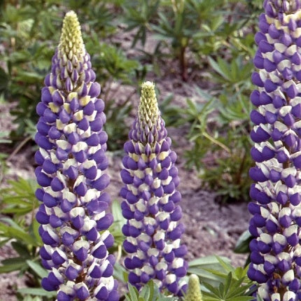 Lupinus Russell Hybrids The Governor - Lupinus polyphyllus - Moestuin