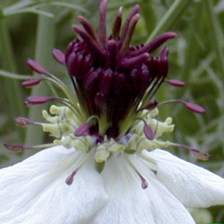 Nigella papillosa - Juffertje in 't Groen Nigella African Bride - Bloemenzaden
