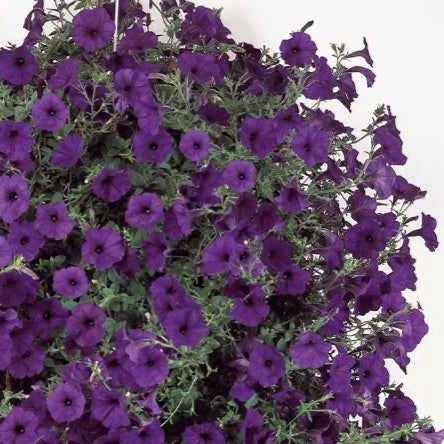 Petunia 'Wave Bleu F1' - Bakker