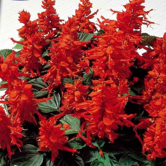 Salvia splendens - Vuursalie - Salie