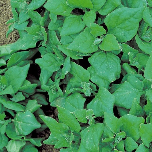 Nieuw-Zeelandse spinazie - Tetragonia tetragonioides - Moestuin