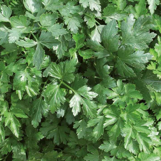 Platte peterselie 'Italian Giant' - BIO - Bakker