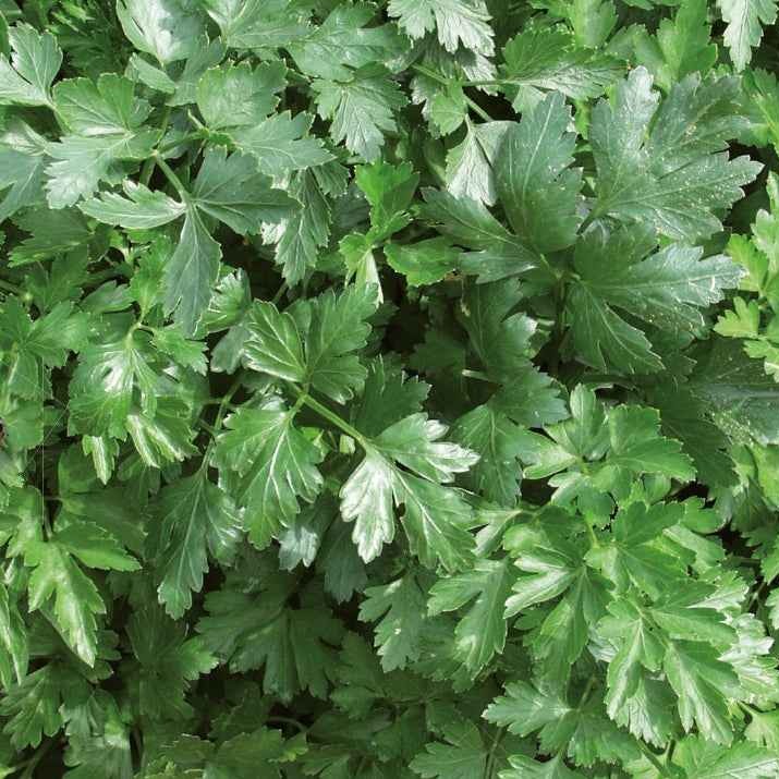 Verzameling biologische kruiden - Collection de 4 aromatiques bio - Bakker