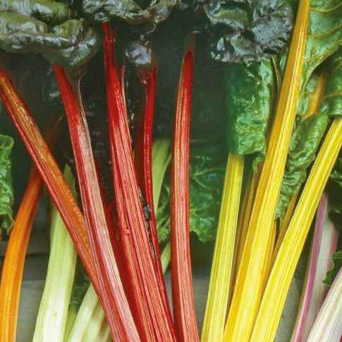 Snijbiet Mix 'Rainbow - Bakker