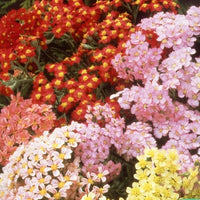 Duizendblad Achillea millefolium Summer Pastels FMix - Achillea millefolium summer pastels f2 - Moestuin