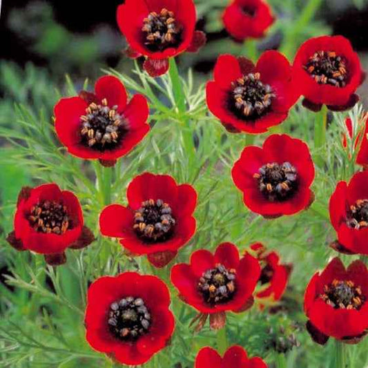 Zomeradonis - Bakker