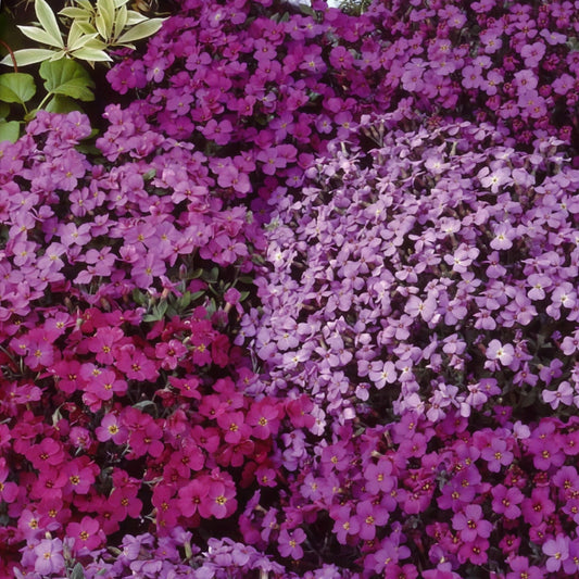 Blauwkussen Mix - Bakker