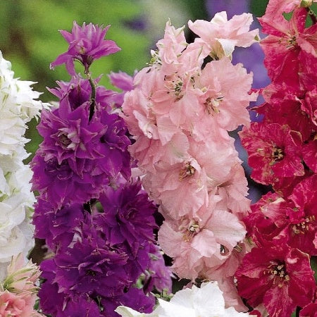 Ridderspoor Delphinium Hyacinth bloemige mix - Delphinium ajacis - Moestuin