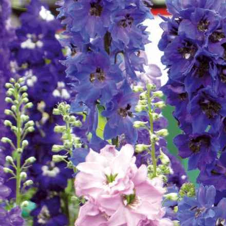 Ridderspoor Mix 'Round Table Series' - Delphinium cultorum - Moestuin