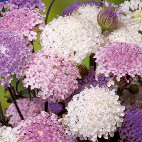 Kantbloem Trachymene - Emeralds mix - Bakker