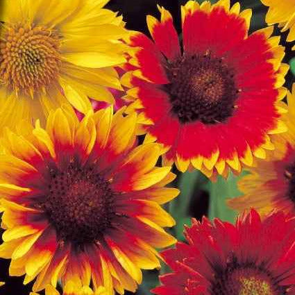 Kokardebloem Mix - Gaillardia aristata - Moestuin