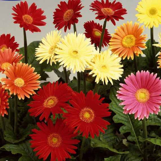 Grootbloemige gerbera Mix 'Australian Giants' - Gerbera jamesonii - Moestuin