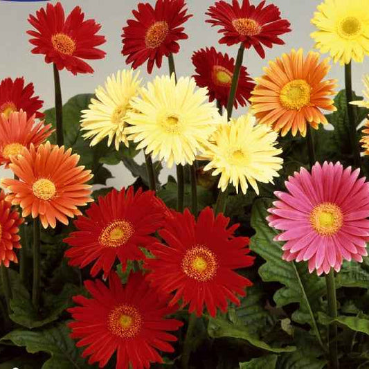 Grootbloemige gerbera Mix 'Australian Giants' - Bakker