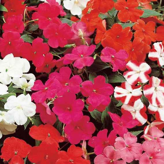 Vlijtig liesje Mix - Impatiens walleriana - Moestuin