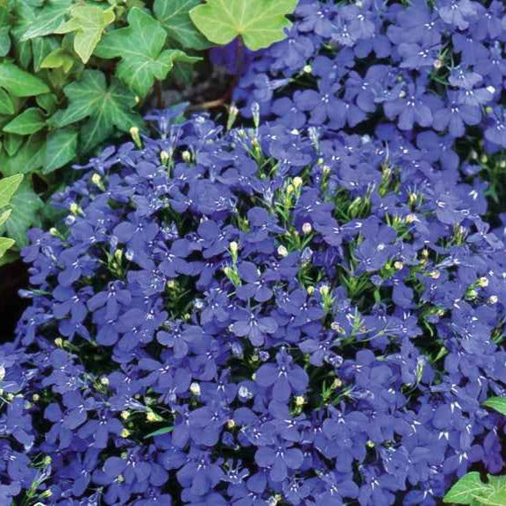 Tuinlobelia 'William' - Lobelia erinus compacta - Bakker