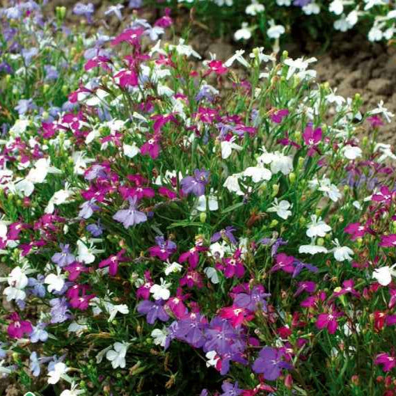 Tuinlobelia Mix 'Magic Circles' - Bakker