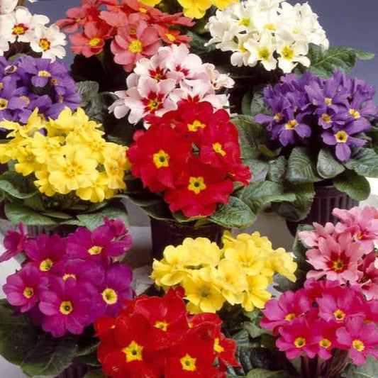 Grootbloemige slanke sleutelbloem Mix - Primula veris elatior - Moestuin