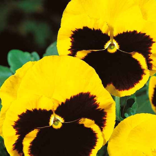 Grootbloemig viooltje 'Rhinegold' - Viola x wittrockiana rhinegold - Moestuin