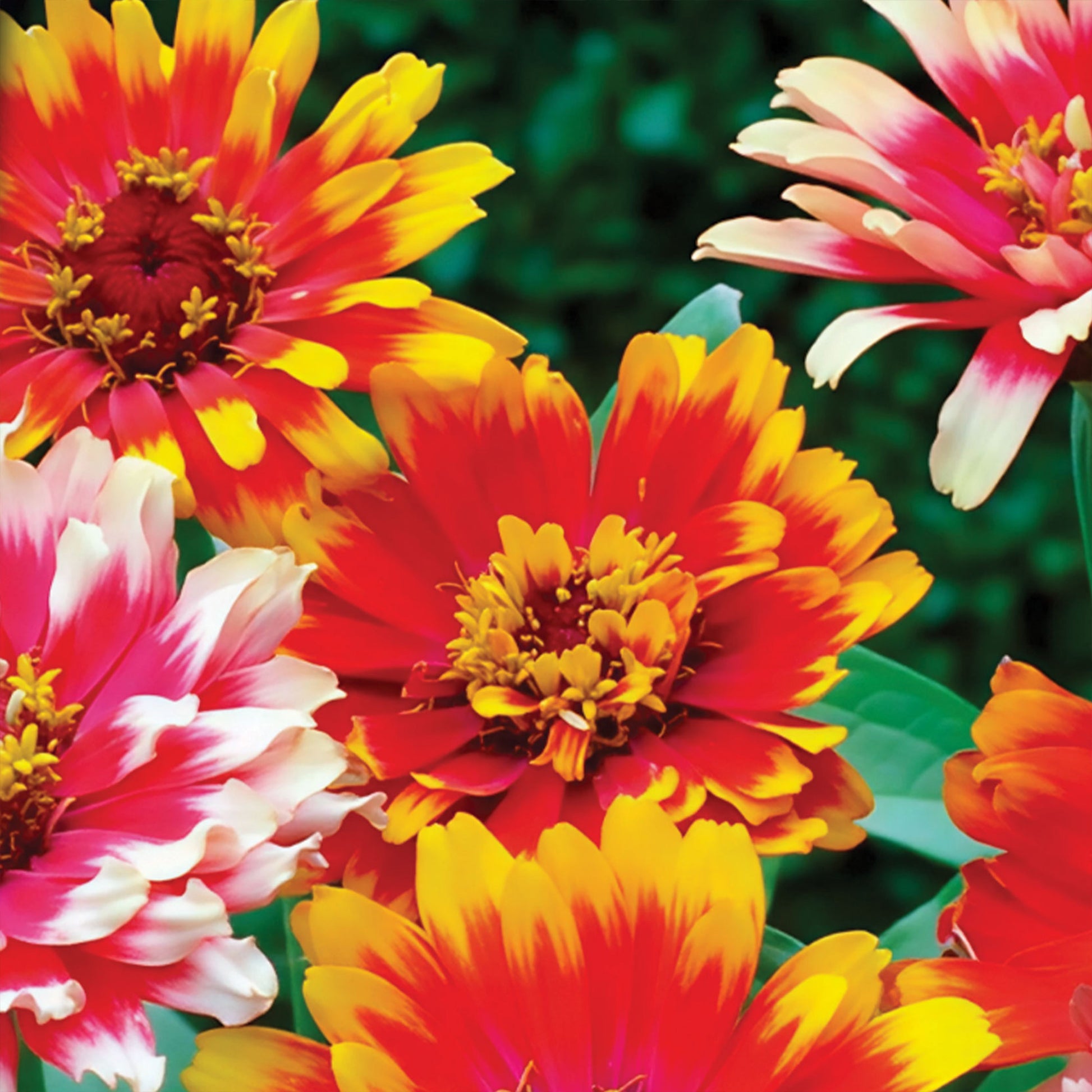 Dubbelbloemige Zinnia Mix 'Caroussel' - Bakker