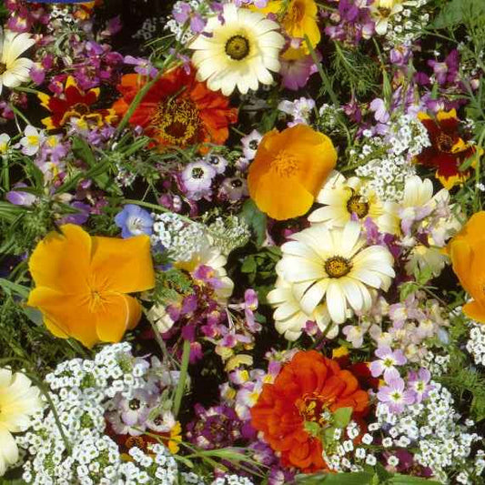 Zomerbloemenmix - eenjarig - Bakker