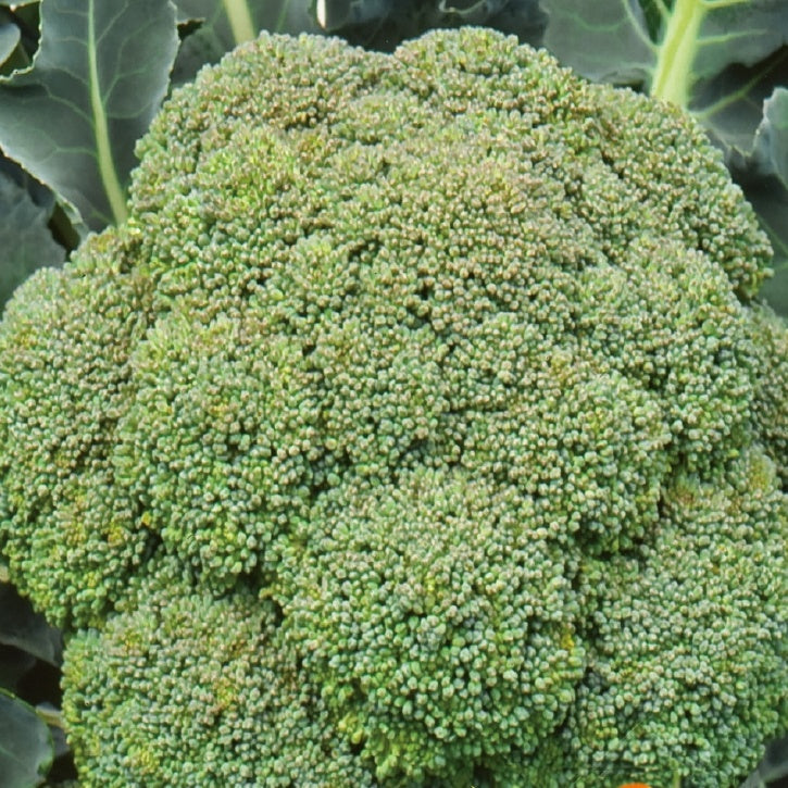 Broccoli 'Calabrese Natalino' - Brassica oleracea calabrese natalino - Kool