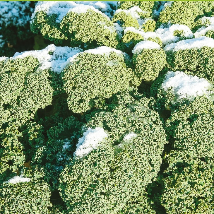 Boerenkool 'Westlandse Winter' - Brassica oleracea westlandse winter - Groentezaden